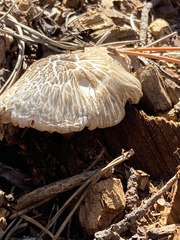 Neolentinus ponderosus