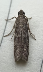 Phycitini