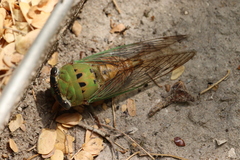 Neotibicen superbus