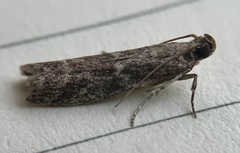Phycitini