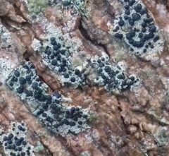 Lecidella elaeochroma