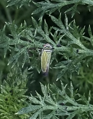 Tylozygus bifidus