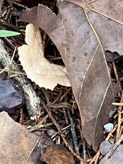 Psamatodes abydata