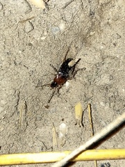 Calathus melanocephalus