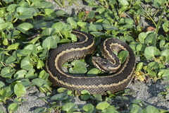 Vipera seoanei