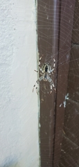 Araneus nordmanni
