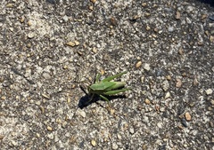 Dichromorpha viridis