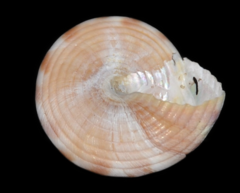 Calliostoma zizyphinum