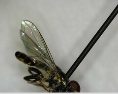 Toxomerus occidentalis