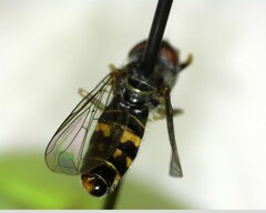 Toxomerus occidentalis