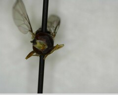 Toxomerus occidentalis