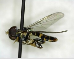 Toxomerus occidentalis