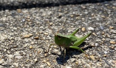 Dichromorpha viridis