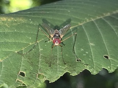 Cholomyia inaequipes