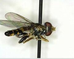 Toxomerus occidentalis