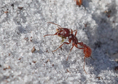 Pogonomyrmex badius