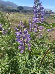 Lupinus formosus