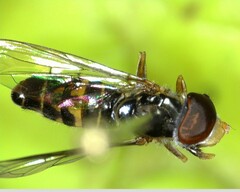 Toxomerus occidentalis