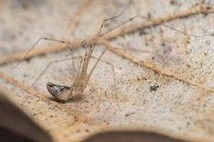 Spermophorides mediterranea