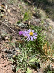 Erigeron speciosus