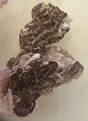 Styelidae
