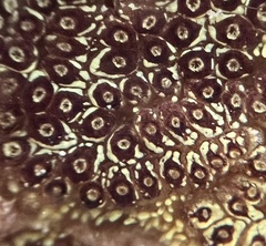 Styelidae