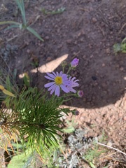 Erigeron speciosus