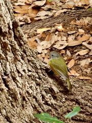 Geothlypis philadelphia
