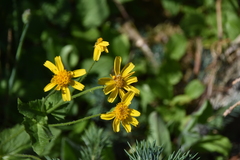 Arnica latifolia