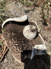Agaricus bernardii