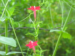Ipomoea quamoclit