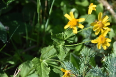 Arnica latifolia