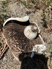 Agaricus bernardii