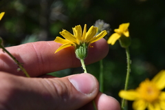 Arnica latifolia