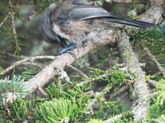 Poecile hudsonicus