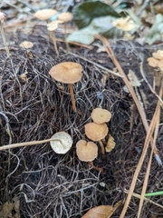 Agaricomycotina