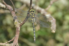 Cordulegaster boltonii