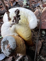 Ganoderma curtisii