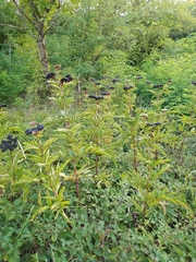 Sambucus ebulus