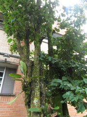 Bauhinia picta
