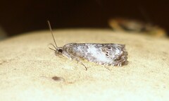 Notocelia rosaecolana