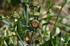Erigeron peregrinus