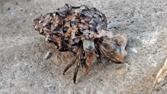 Clibanarius erythropus