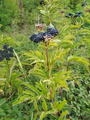 Sambucus ebulus