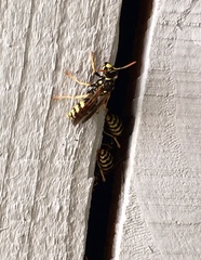 Polistes