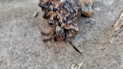 Clibanarius erythropus