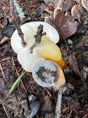 Ganoderma curtisii