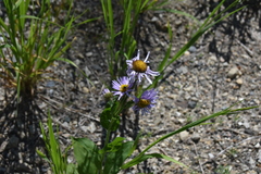 Erigeron peregrinus