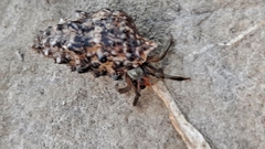 Clibanarius erythropus