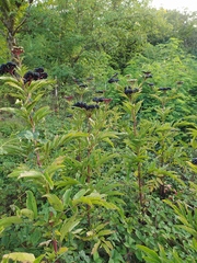 Sambucus ebulus